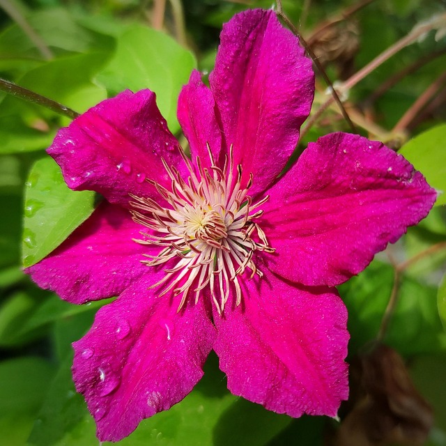 Free Asian Virginsbower Flower photo and picture