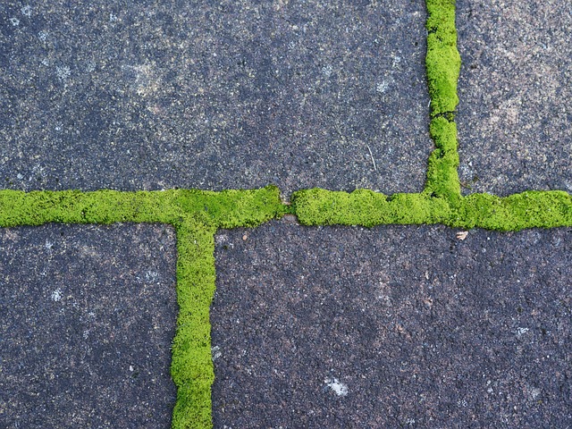 Verde, Structura, Mușchi, Articulaţiilor