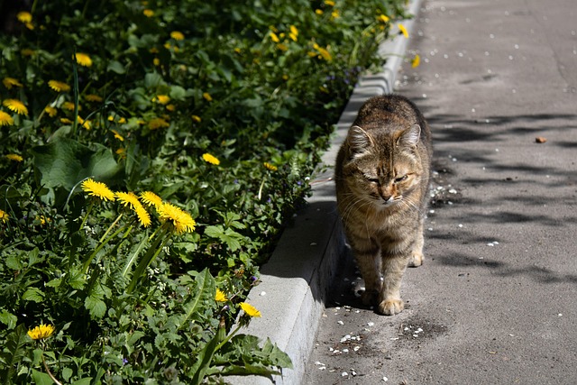 Gato, Bicho De Estimação, Animal