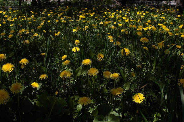 Dente De Leão, Jardim, Natureza, Flores