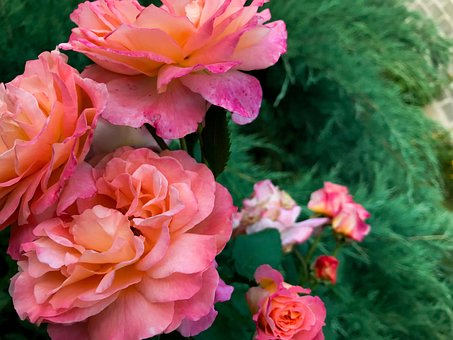 Free Rose Flower photo and picture