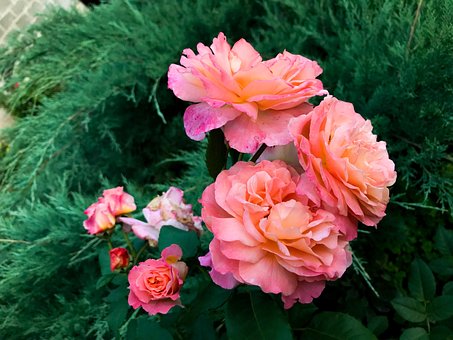 Free Rose Flower photo and picture