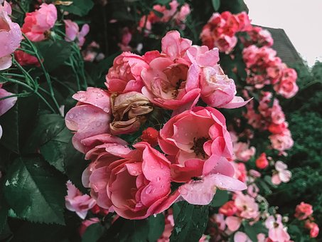 Free Rose Flower photo and picture