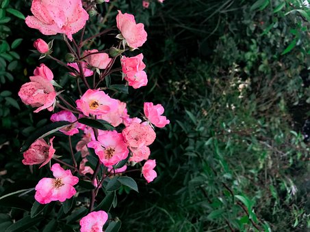 Free Rose Flower photo and picture