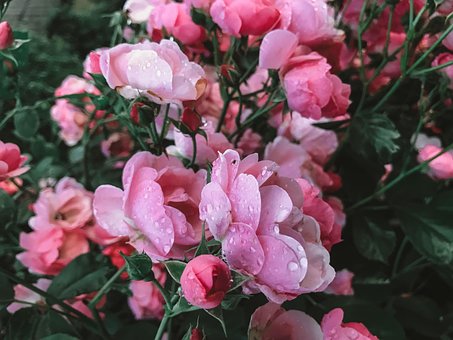 Free Rose Flower photo and picture