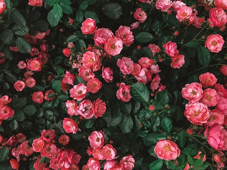 Free Rose Flower photo and picture