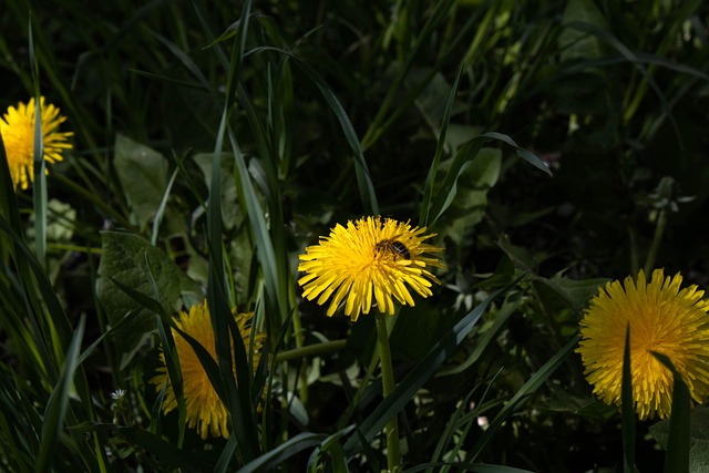 Flores, Abelha, Natureza, Relva