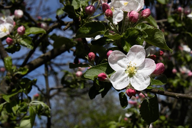 Árvore, Natureza, Flores, Jardim, Bloom