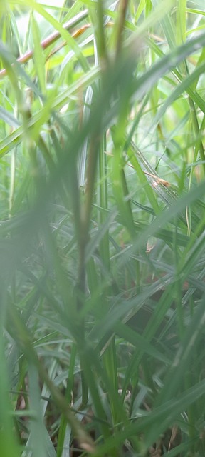 Free Grass Natue illustration and picture