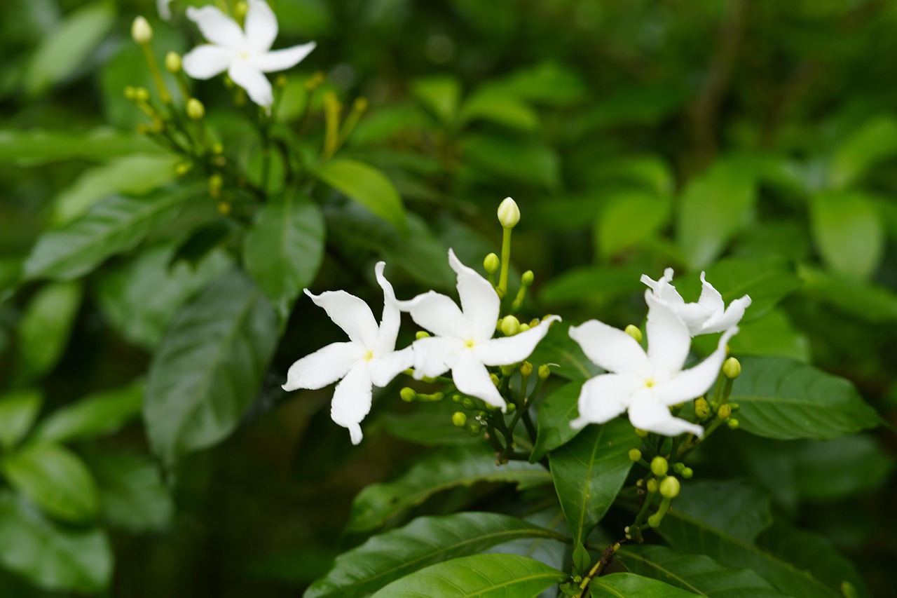 Beautiful Natural Nature - Free photo on Pixabay - Pixabay