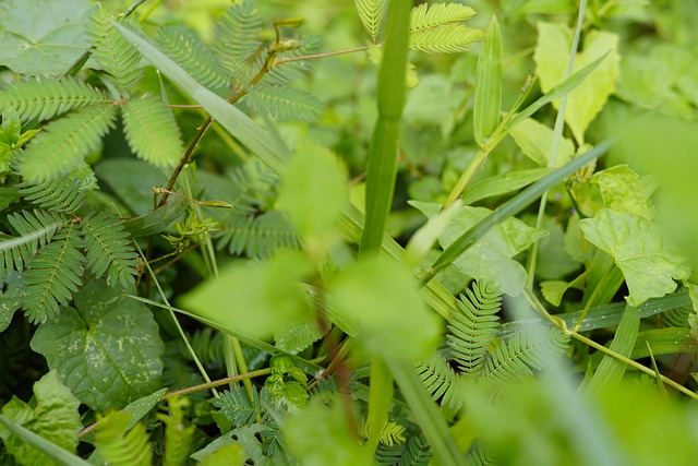Free Forest Background Forest Background Hd photo and picture
