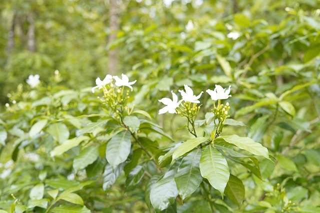 Free Nature Jungle photo and picture