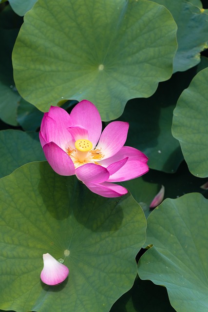 Bloem, Lotus, Bloemblaadjes, Waterplant