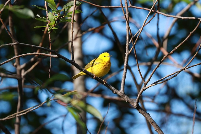 Free Warbler Bird photo and picture