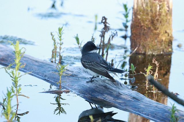 Free Eastern Kingbird Bird photo and picture