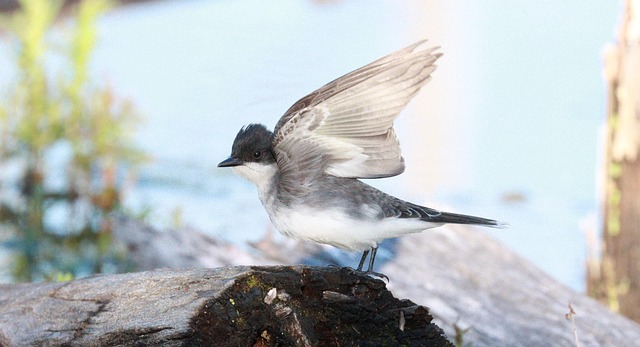 Free Eastern Kingbird Bird photo and picture