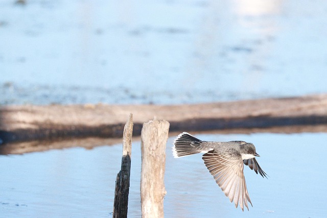 Free Eastern Kingbird Bird photo and picture