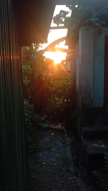 Sol, Himmel, Mennesker, Natur, Sopp