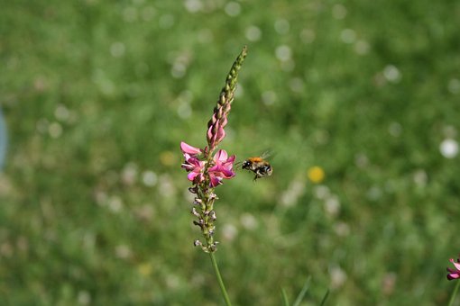 Free Common Sainfoins Bumblebee photo and picture