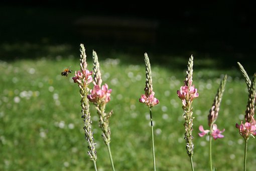 Free Common Sainfoins Bumblebee photo and picture