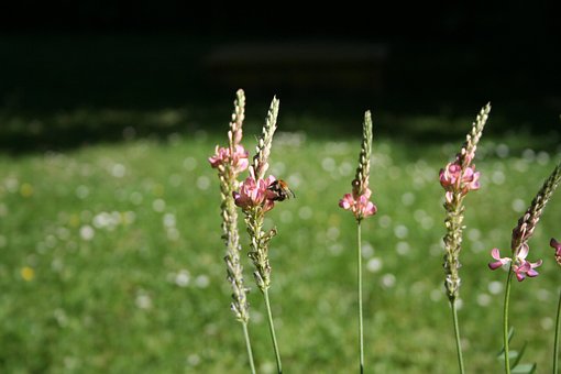 Free Common Sainfoins Flower Wallpaper photo and picture