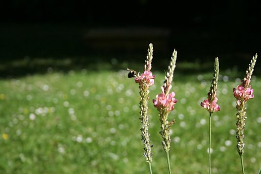 Free Common Sainfoins Bumblebee photo and picture