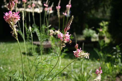 Free Sainfoin Plant photo and picture
