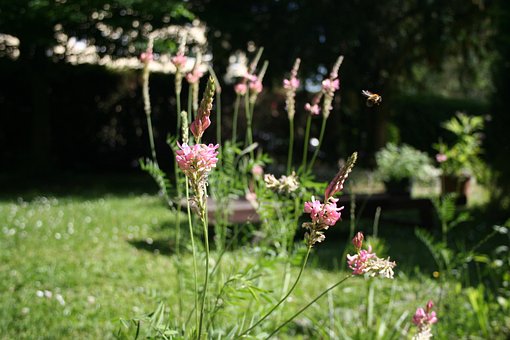 Free Sainfoin Bumblebee photo and picture