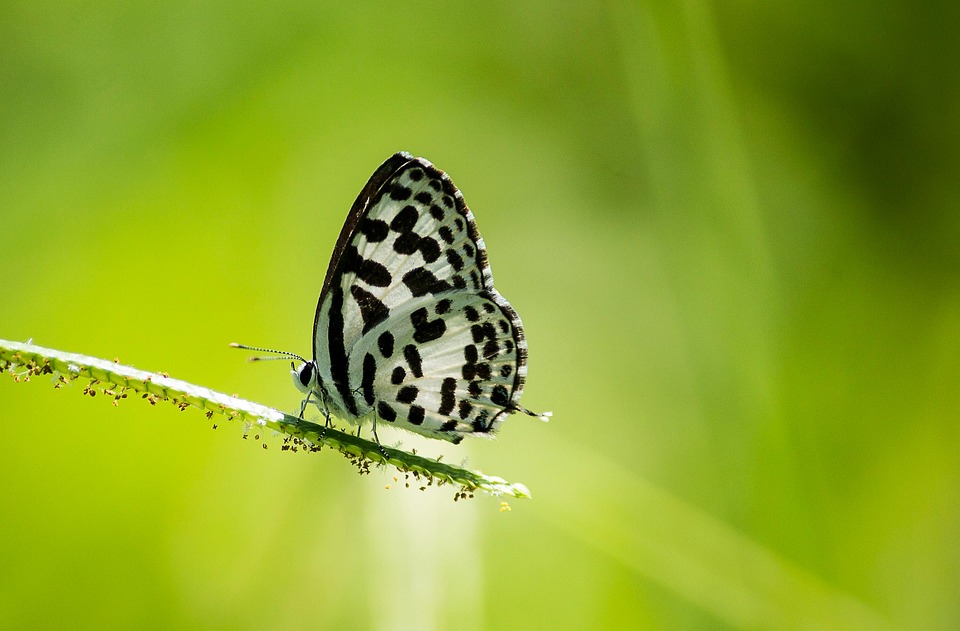 Common Pierrot Butterfly Insect - Free photo on Pixabay - Pixabay