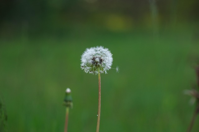 Free Dandelion Flower photo and picture