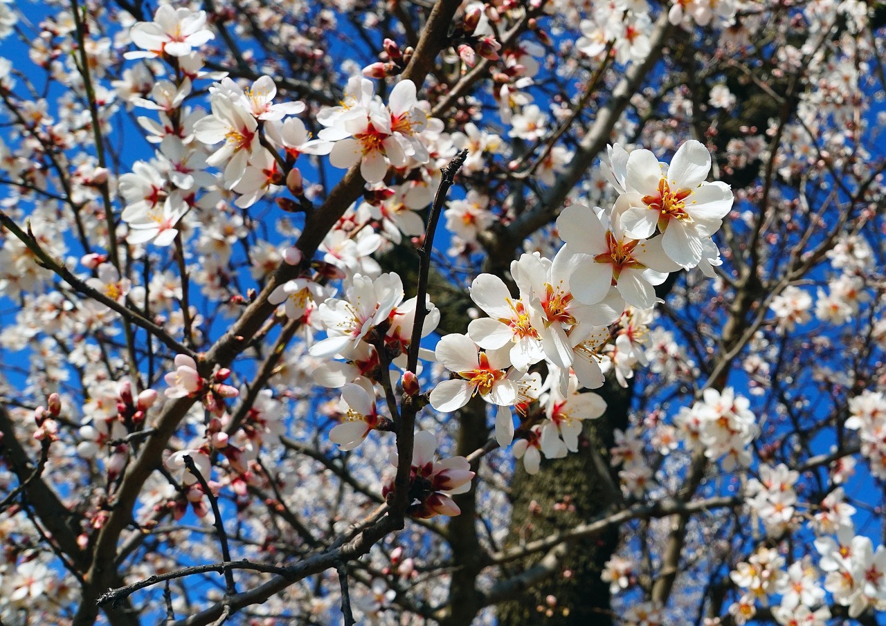 杏仁花 花朵 春天 - Pixabay上的免费照片 - Pixabay
