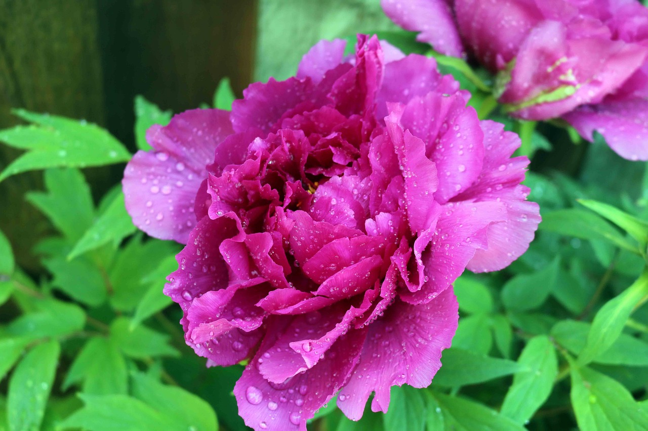 Blume Ahnlich Pfingstrose
