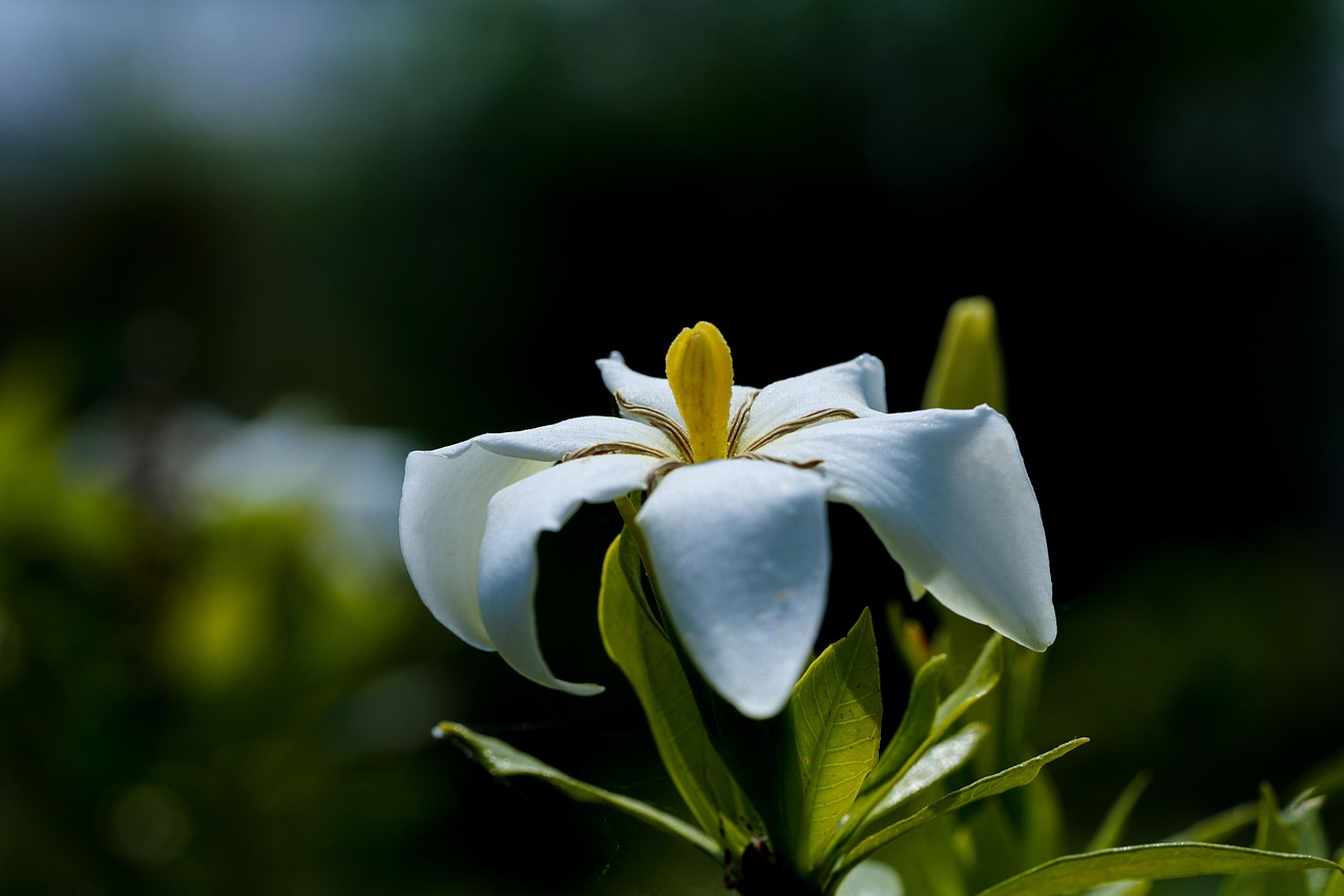 https://cdn.pixabay.com/photo/2022/06/03/03/53/flower-7239325_1280.jpg