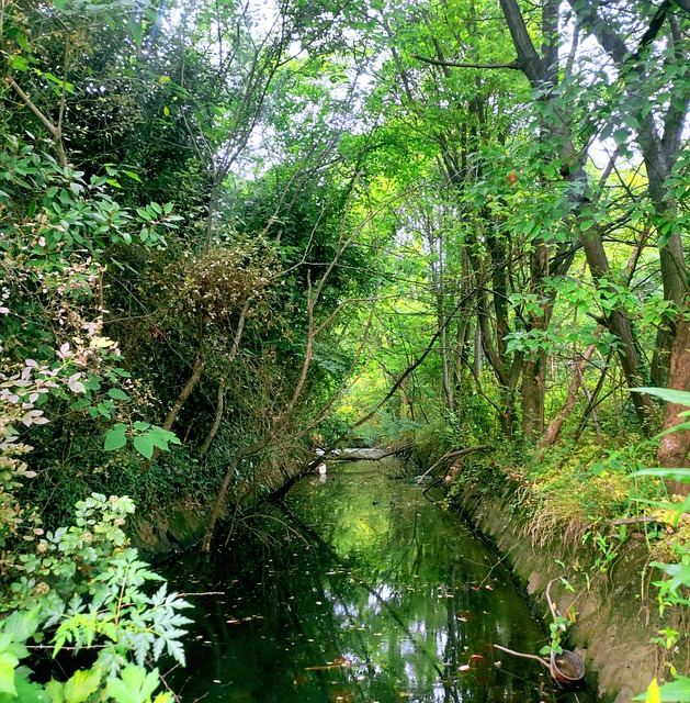 Free Natural Waterhole photo and picture