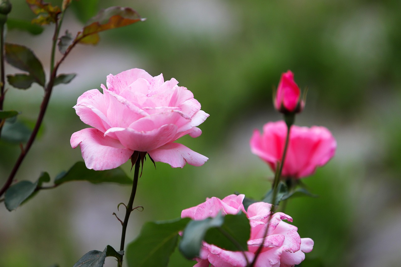 핑크 꽃 장미 - Pixabay의 무료 사진 - Pixabay