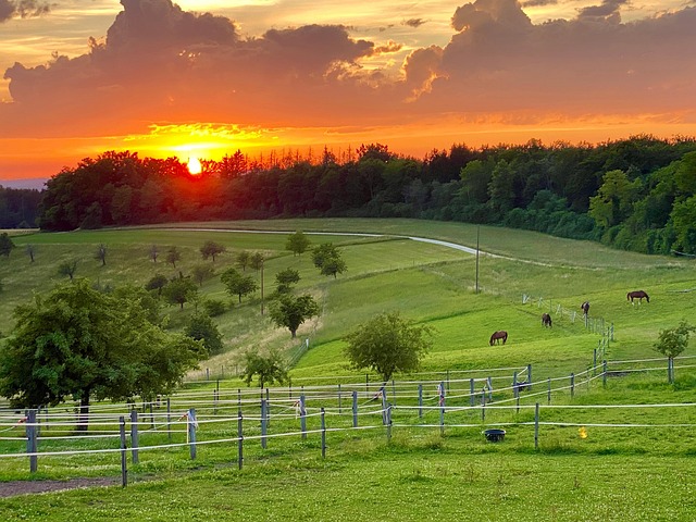 Free Nature Coupling photo and picture