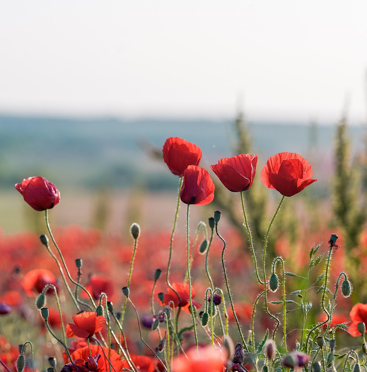 罂粟花 红罂粟 红色花 - Pixabay上的免费照片 - Pixabay