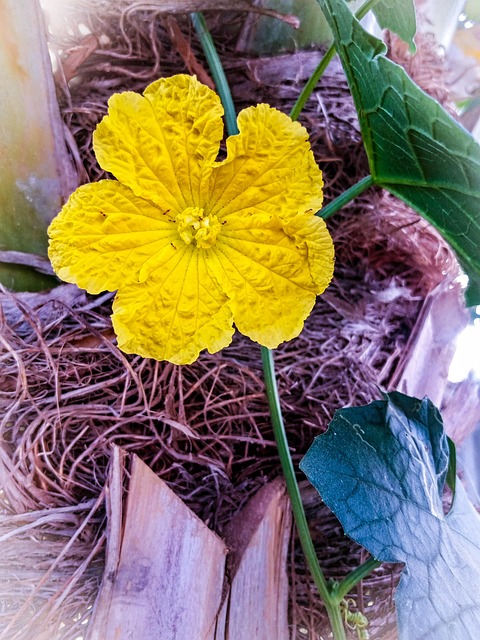 Free Plant Flower photo and picture