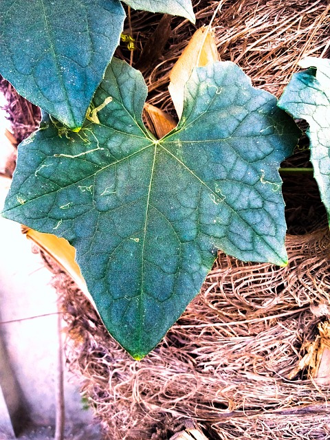 Free Plant Flower photo and picture