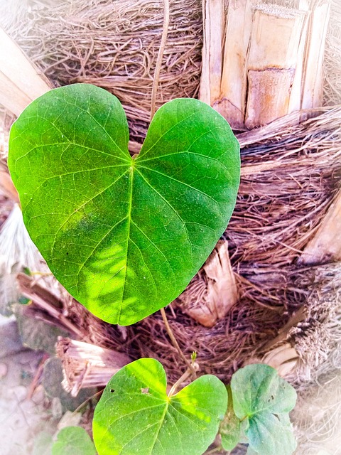 Free Plant Flower photo and picture