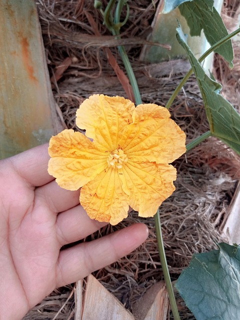 Free Plant Flower photo and picture