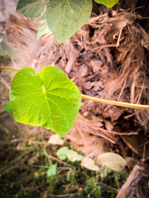 Free Plant Flower photo and picture