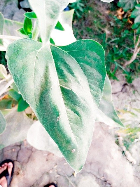 Free Plant Flower photo and picture
