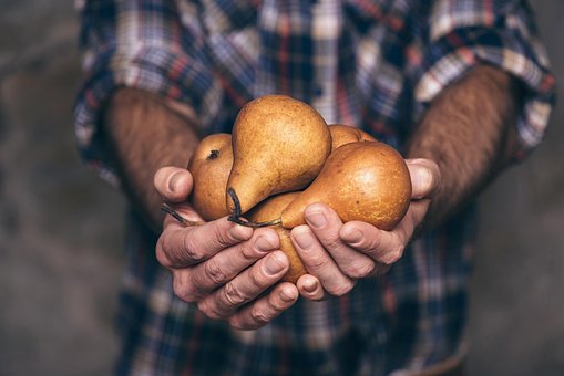 Birnen, Früchte, Hand, Gesund