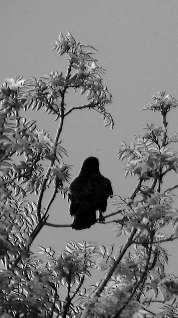 Free Bird Nature photo and picture