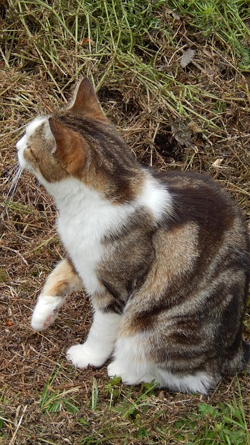 Free Cat Pet photo and picture