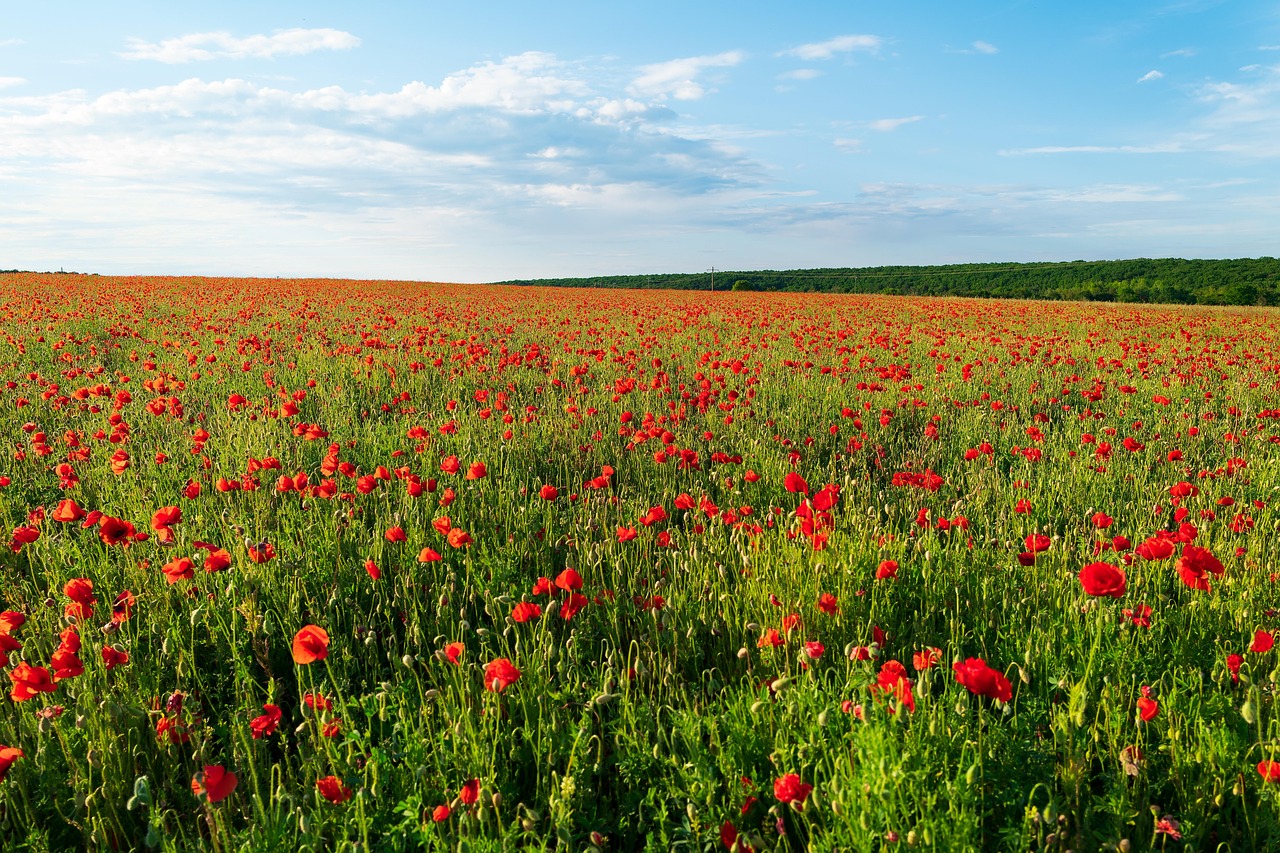 Spring Poppy Flowers Spring Poppy - Free photo on Pixabay