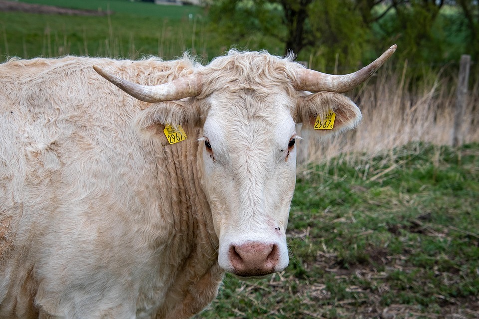 Kuh Stier Rinder - Kostenloses Foto auf Pixabay - Pixabay