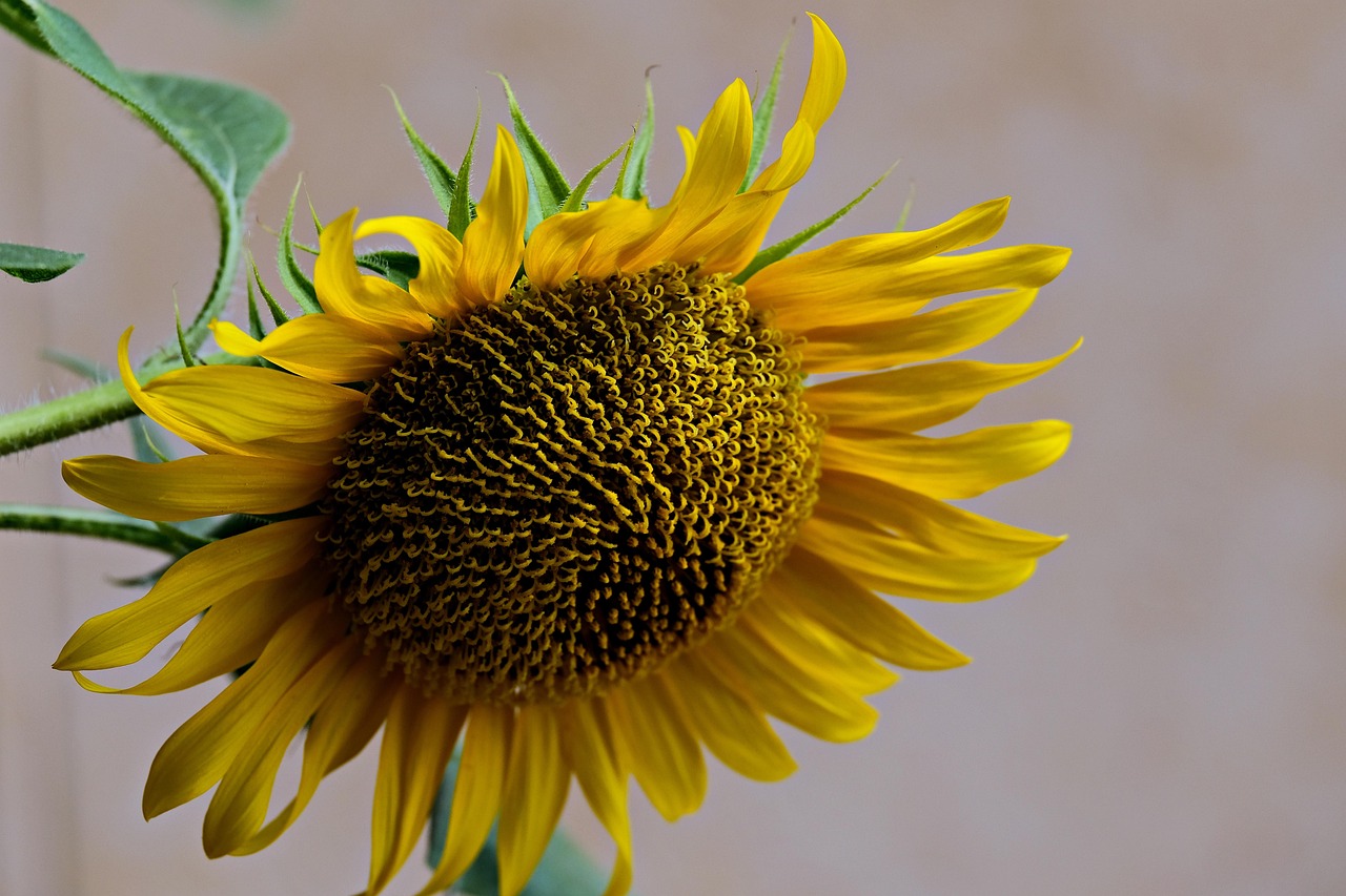 Flower Sunflower Flora Free photo on Pixabay Pixabay
