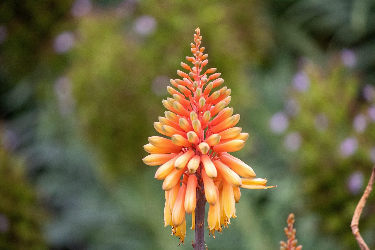 Flower Plants Spring Free photo on Pixabay Pixabay